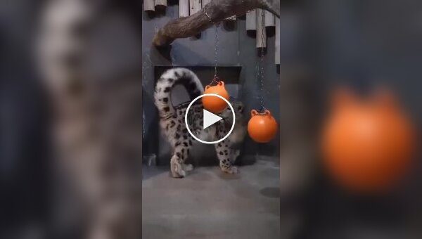 Хвіст снігових барсів — один із найдовших серед усіх котячих