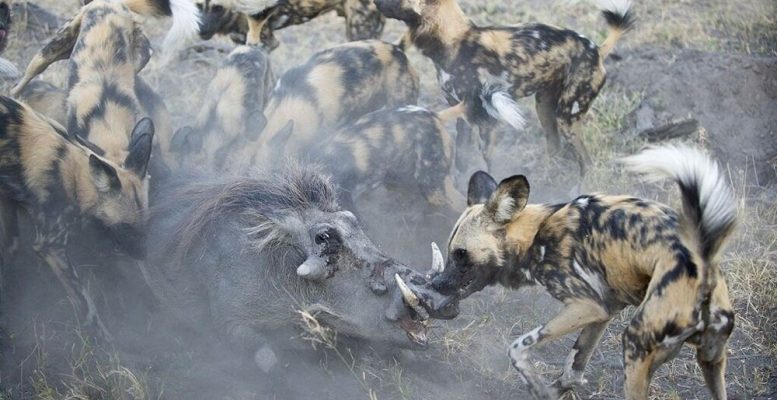 Гієноподібні собаки: як найкращі хижаки Африки влаштували левів, леопардів та гепардів (10 фото)