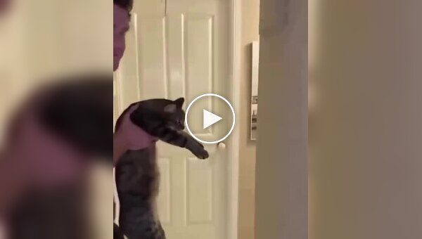 Шутливый тест на интеллект для домашних животных