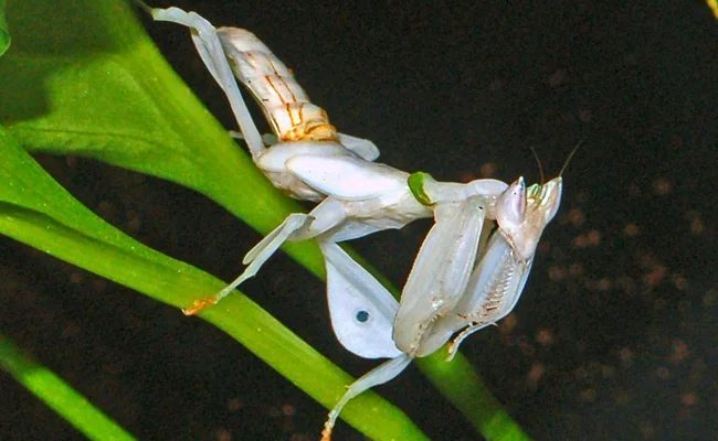 Ким харчуються богомоли (1 фото + 4 відео)