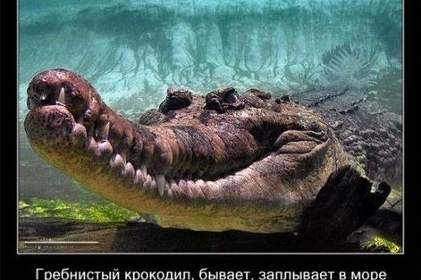 Любопытные факты о крокодилах (21 фото)