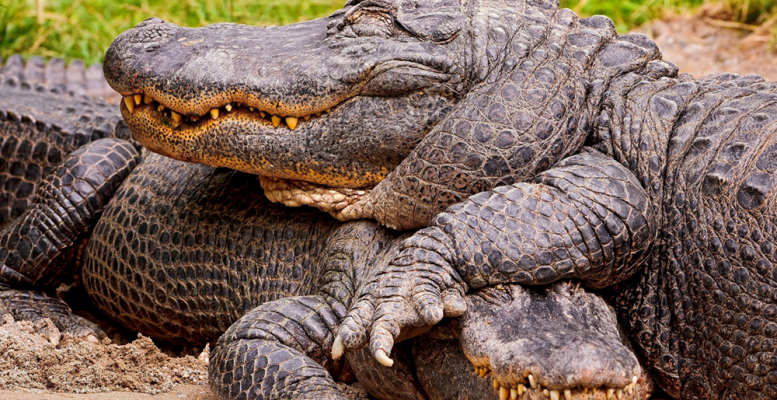 Крокодилля галявина: чому рептилії терплять один одного, а не намагаються розірвати на шматки? (6 фото)
