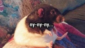 Лучшие шутки и мемы из Сети. Выпуск 723 (94 картинок)