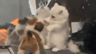 Cool gifs. Issue 2760 (50 gifs)