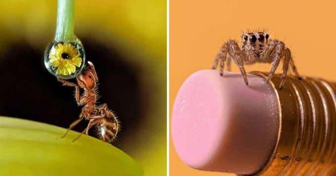 15 Impressive Macro Photos That Show the Secret Life of Our Little Brothers (16 Photos)