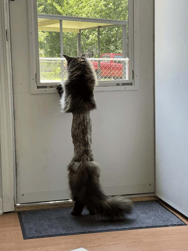 Побритый кот стал героем фотошоп-баттла в Сети (13 фото)