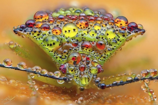 A selection of beautiful macro shots by a German photographer (18 photos)