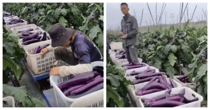 Мини-поезд для урожая на поле в Китае (2 фото + 1 видео)