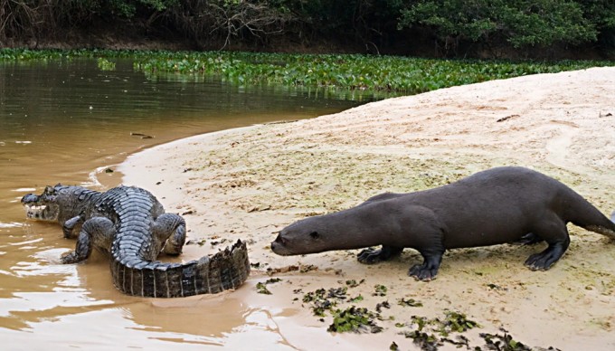 Giant otter: it attacks crocodiles, anacondas and even jaguars (10 photos)