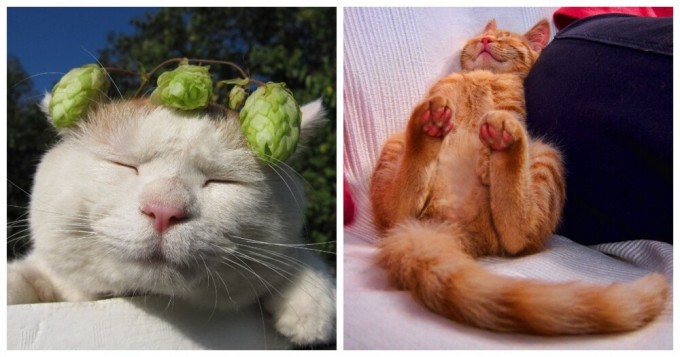 Relaxation brought to the level of a cat (21 photos)