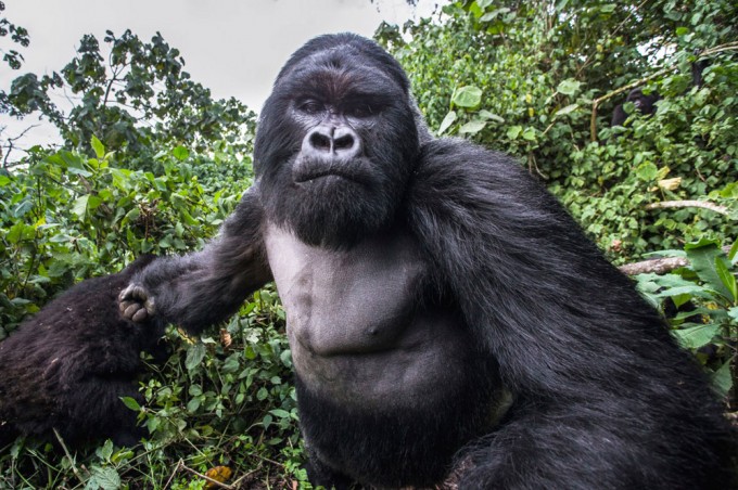 Mountain gorilla: they live high in the mountains and there are only 1000 of them left (12 photos)