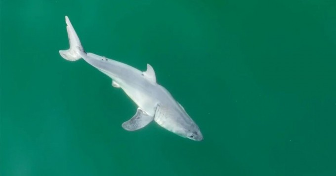 First ever footage of a newborn great white shark pup (5 photos + 1 video)