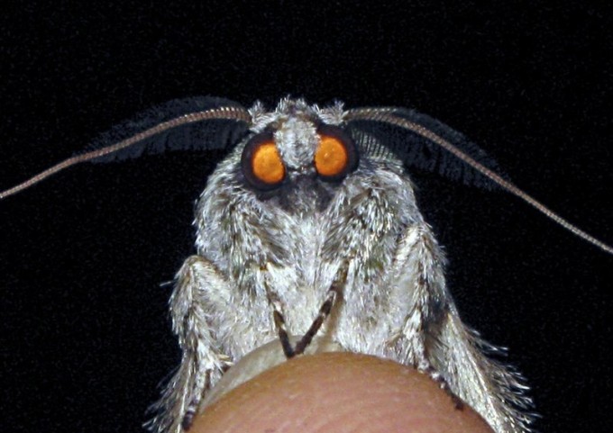 One eats only clothes, the other only cereals: how to distinguish food moths from clothes moths (6 photos)