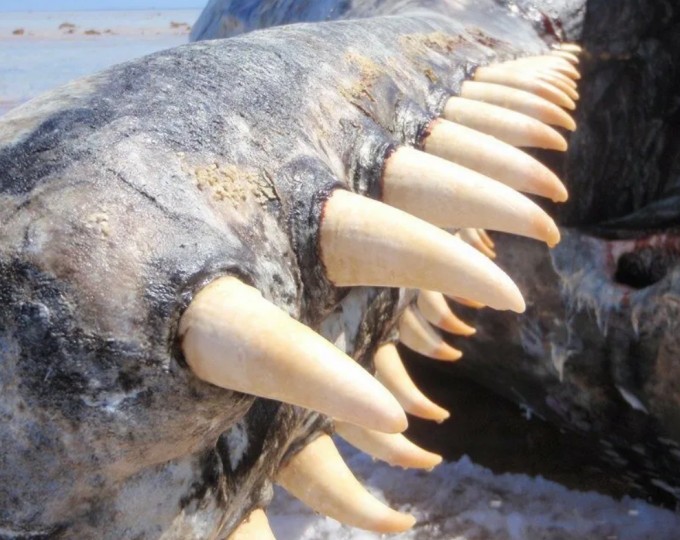 Топ-5 животных с самыми большими зубами. Кому проиграл огромный слон с бивнями 2,5 метра? (11 фото)