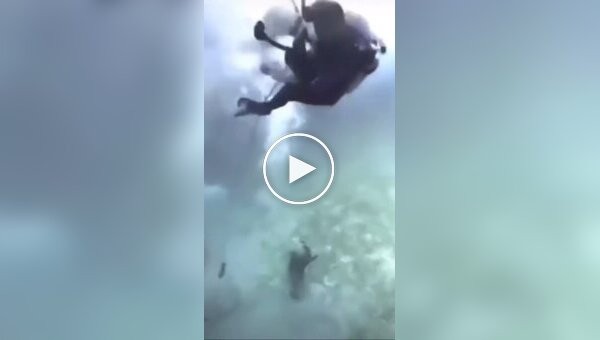 Акула атаковала группу дайверов на Мальдивах