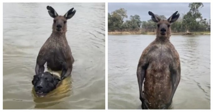 An Australian fought a kangaroo to save a dog (10 photos + 5 videos)