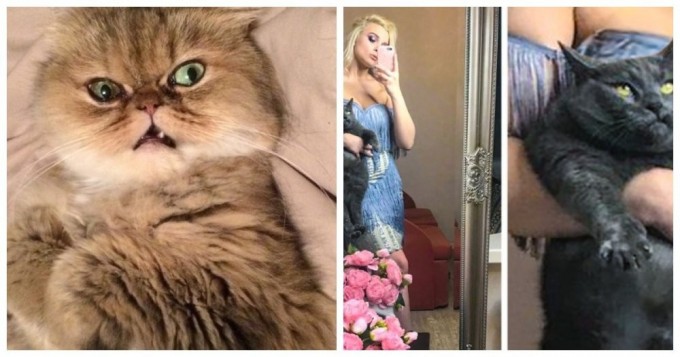 17 funny cats that were photographed at the most inopportune moment (18 photos)