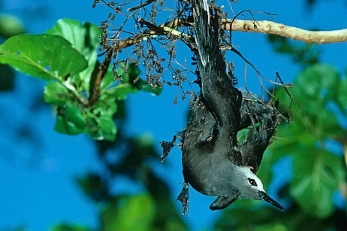 Дерево-маньяк ловит птиц: зачем оно это делает? (5 фото)