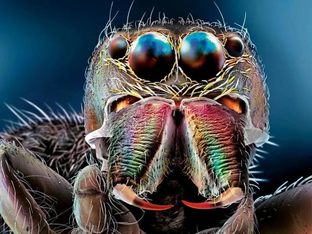 "Портрет крупным планом": макросъемка насекомых (17 фото)