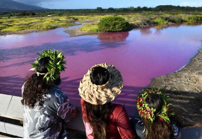 Пруд на Гавайях приобрел ярко-розовый цвет (5 фото + 1 видео)