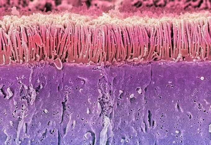 Biologist showed how human body tissues look like when you look at them with a microscope (11 photos + 1 video)