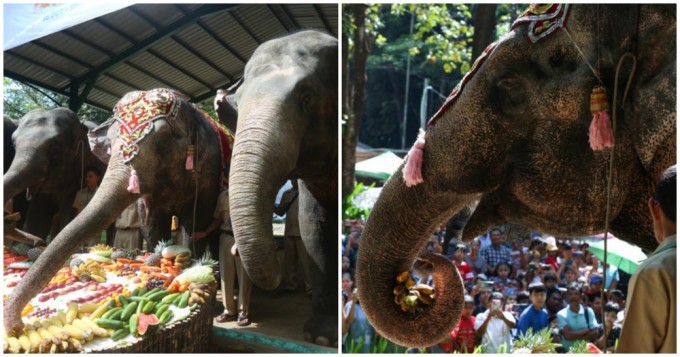 Momo the elephant celebrated her 70th birthday with friends (4 photos)