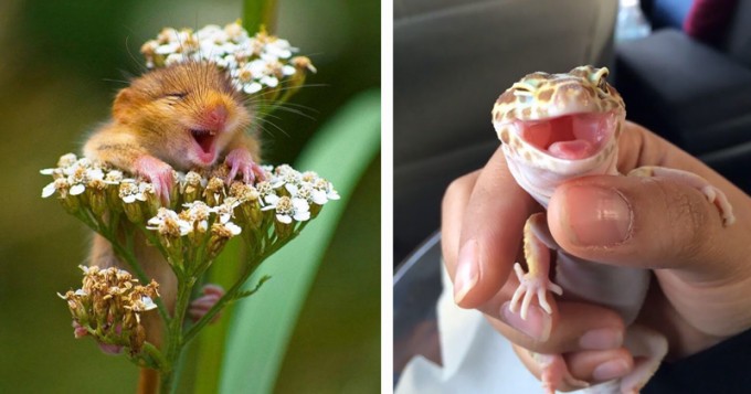 100 Animals That Will Make You Smile (100 Photos)