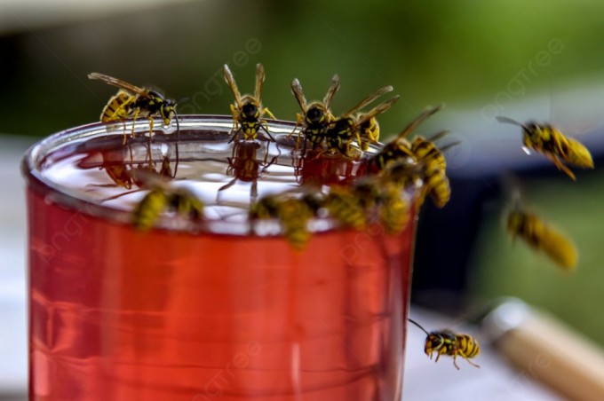 Почему осы бездумно бросаются в напитки? (7 фото)