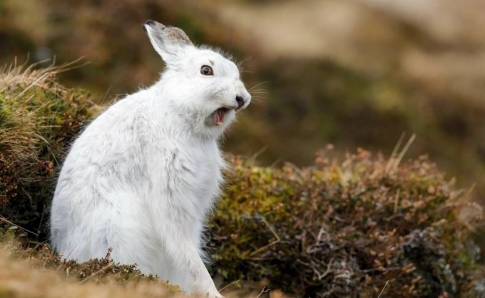 White hare: why some predators prefer not to mess with it (9 photos)