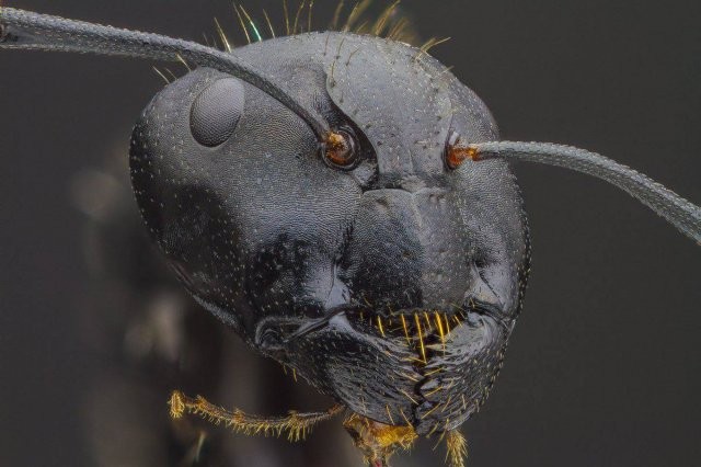 What does the face of an ant look like under a microscope (7 photos)