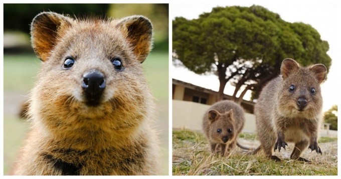 Quokka: a cute smile and its features (11 photos + 1 video)