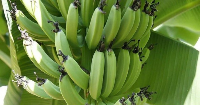 Японец два года выращивал бананы посреди дороги (4 фото + 1 видео)