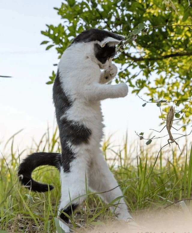 The cat in the "fighting stance" became the heroes of the photoshop (13 photos)