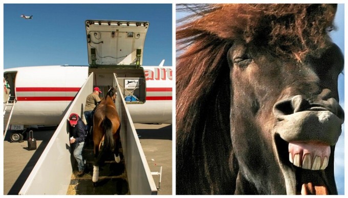 В США грузовой самолет вернулся в аэропорт из-за лошади (3 фото)