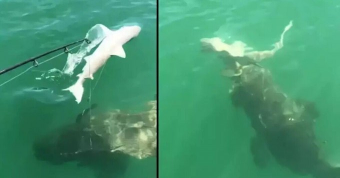 A giant fish eats a shark with lightning speed in front of the amazed fishermen (3 photos + 1 video)