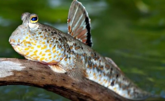 Mudskipper - a fish that walks on land (3 photos + 1 video)