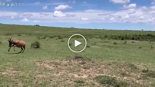Грозная антилопа отогнала гепарда от детеныша