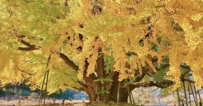 Majestic South Korean tree, 860 years old (5 photos + 1 video)