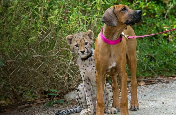 Как подружились собака и гепард (4 фото + 1 видео)