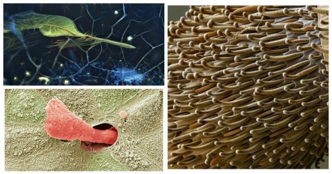 20 simple objects that we decided to examine under a microscope and discovered a wonderful world (20 photos)